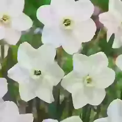 Dallas